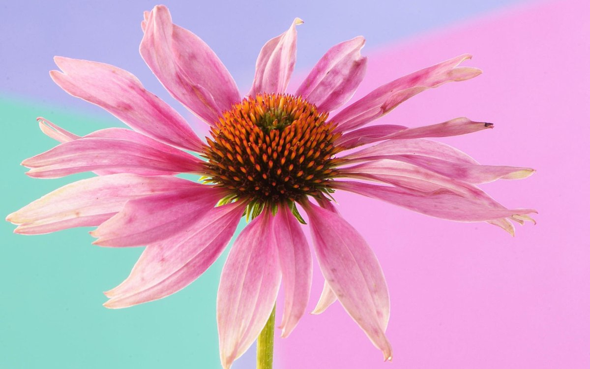 Rudbeckia Aster Echinacea