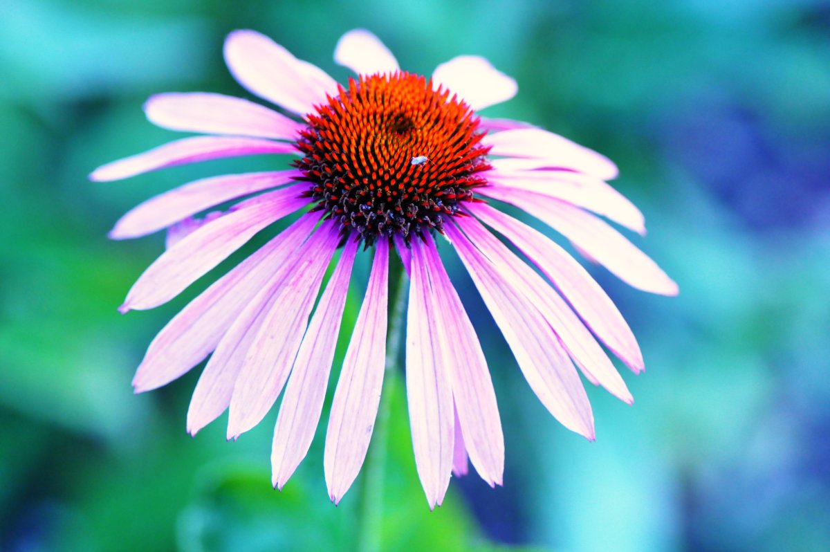 Echinacea purpurea Magnus