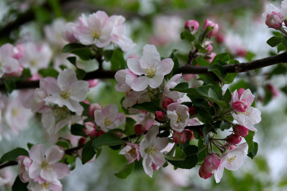 Цветы у яблоньки