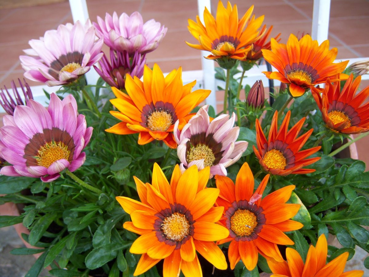 Gazania rigens