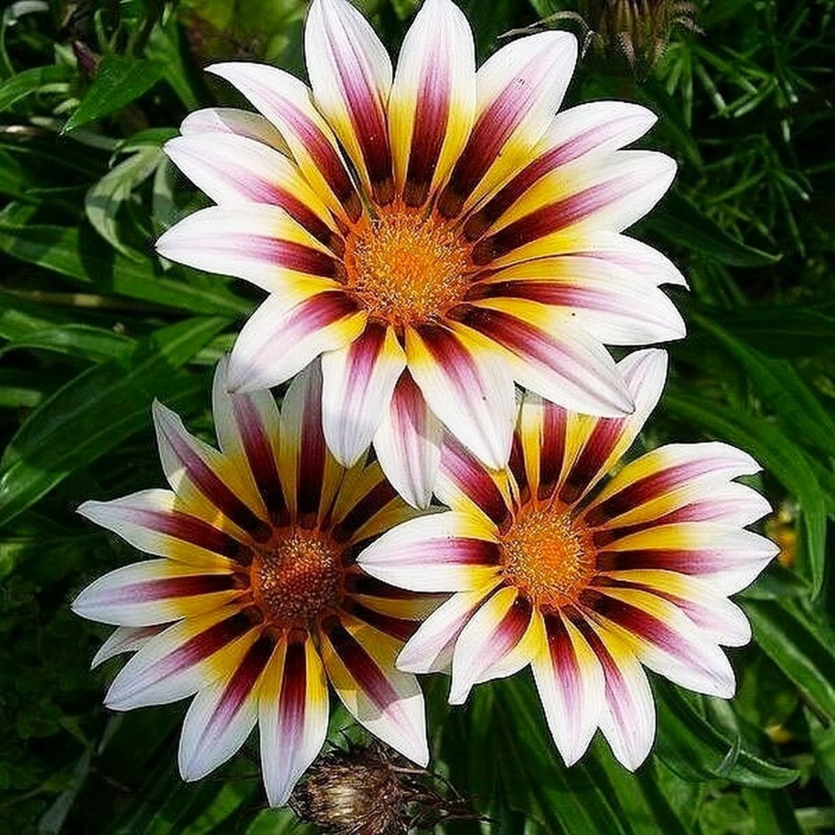 Газания Flower
