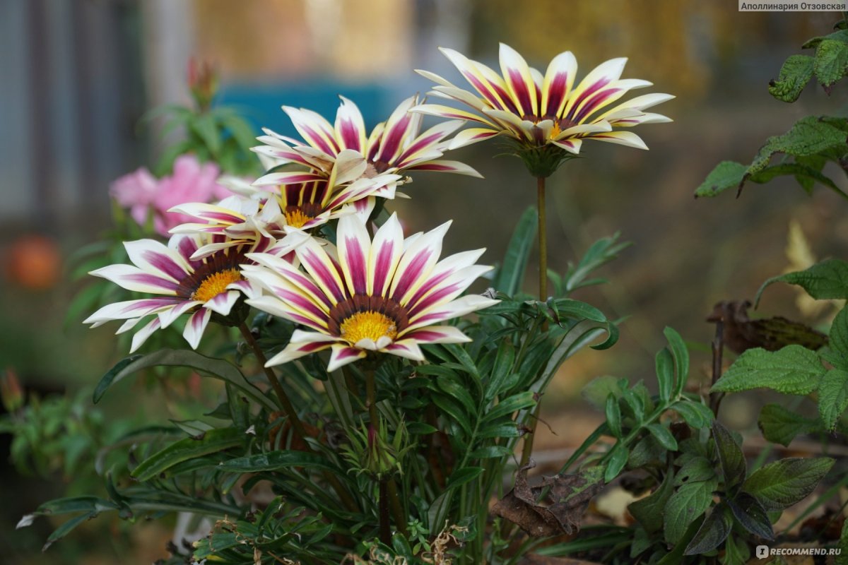 Gazania splendens