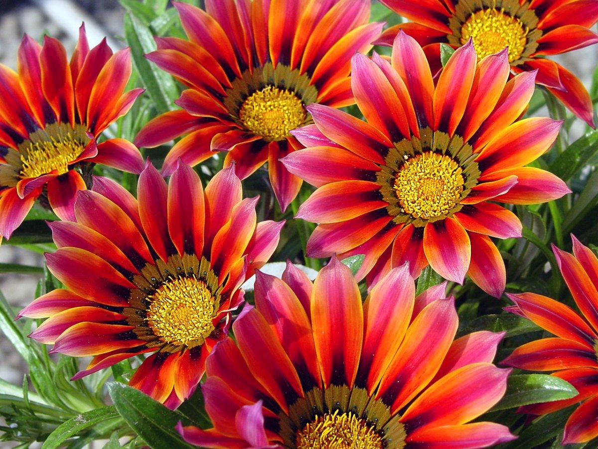 Gazania krebsiana