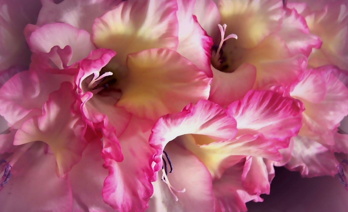 How to grow up Gladiolus