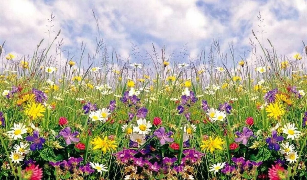 Луговые цветы
