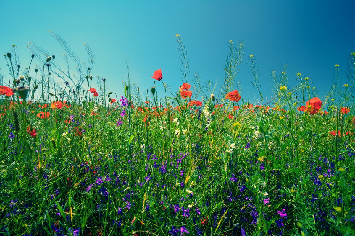 Фото летний луг с цветами