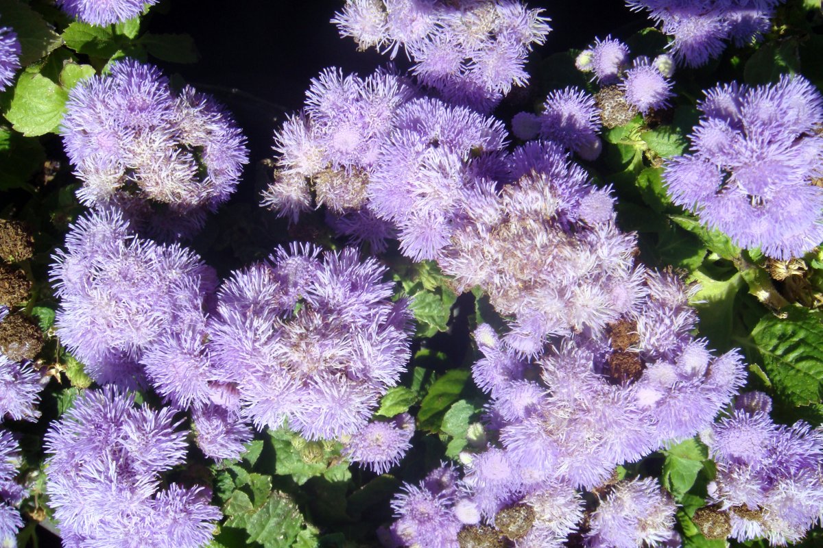 Texture flowerbed