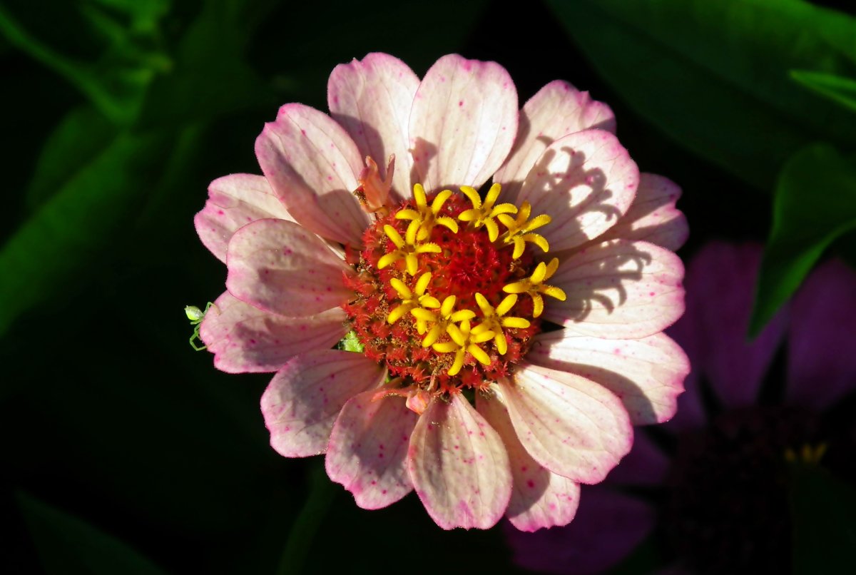 Red Zinnia Flower