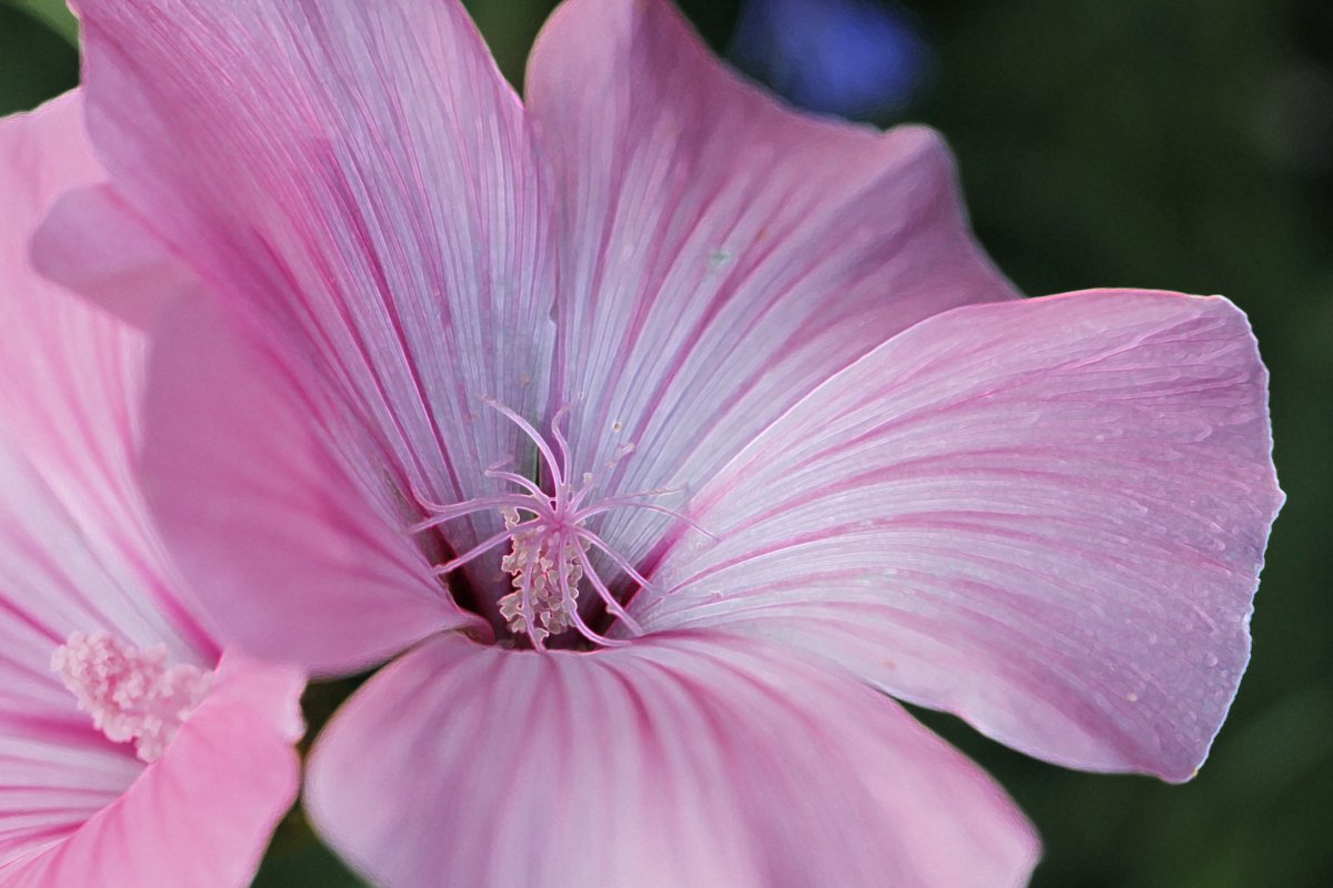 Шток-роза Hollyhock