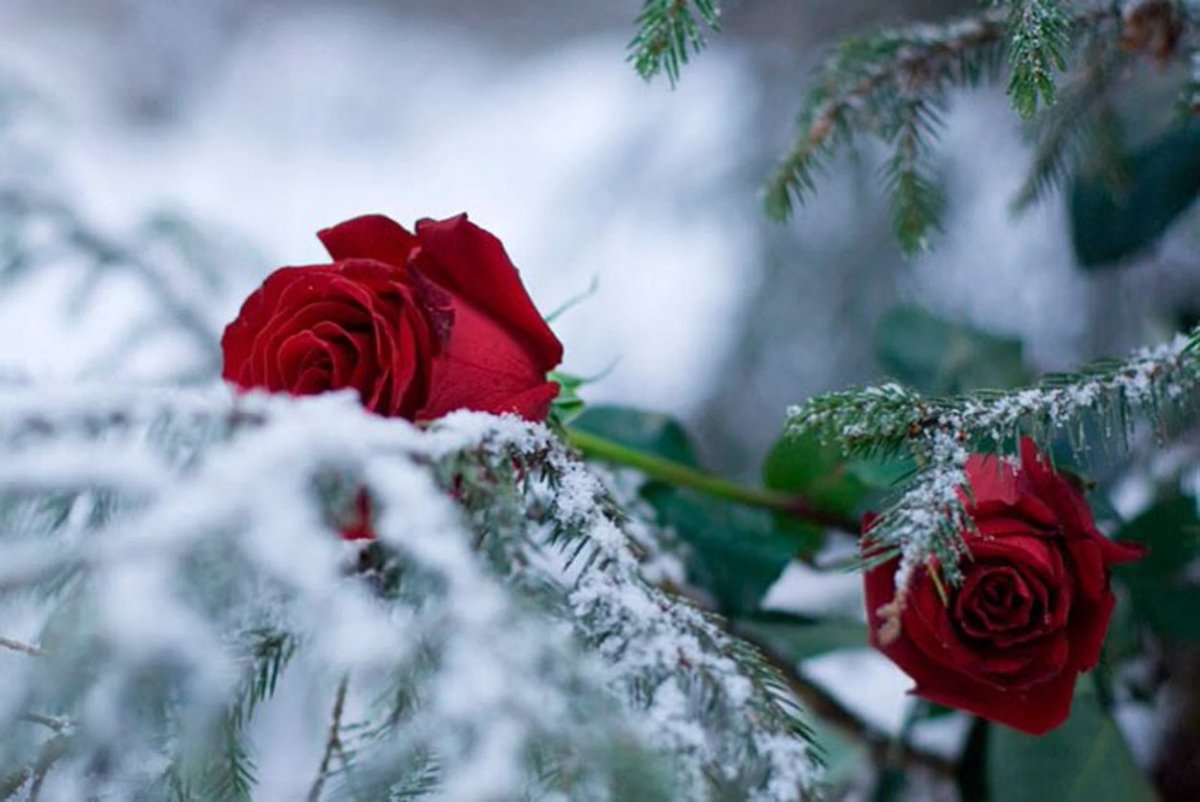 Snow Flower v клип