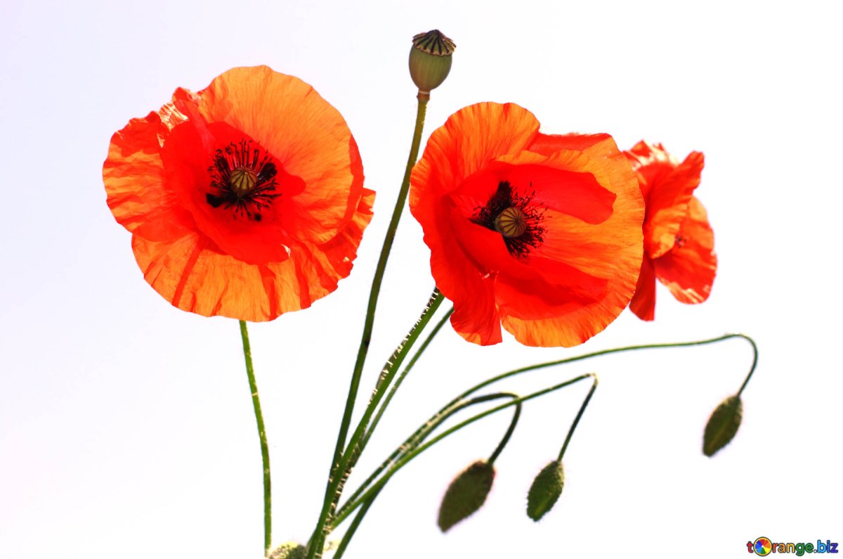 Les Coquelicots (маки)