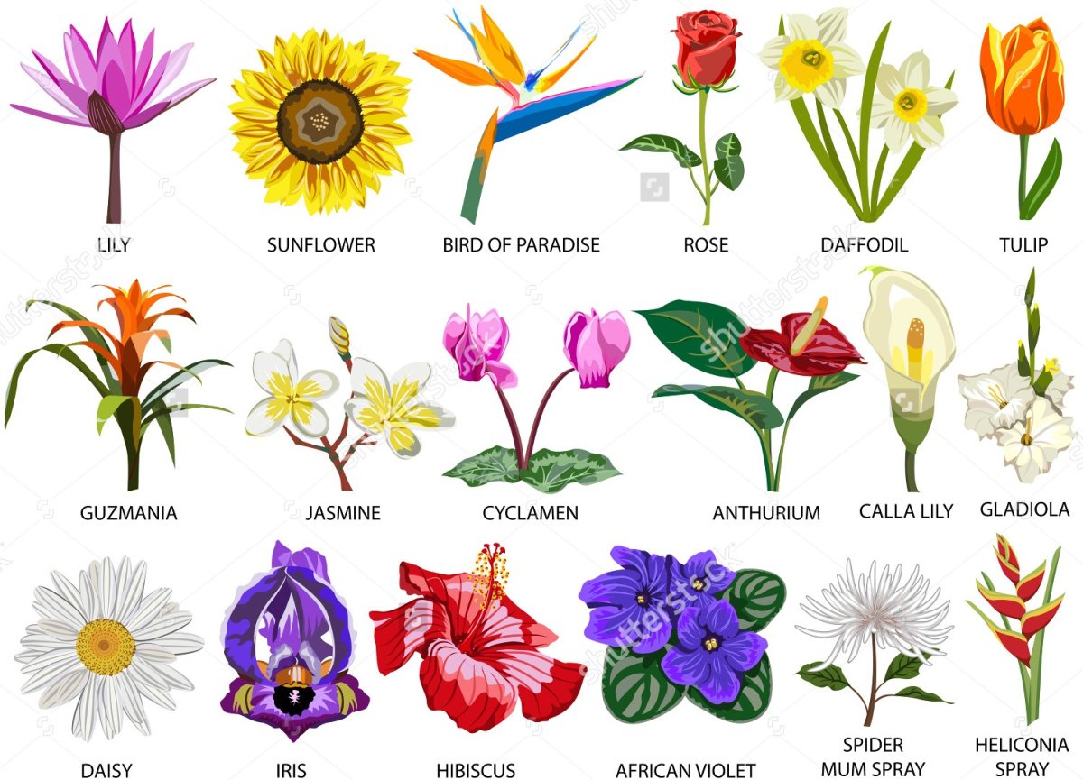 Список цветов с картинками