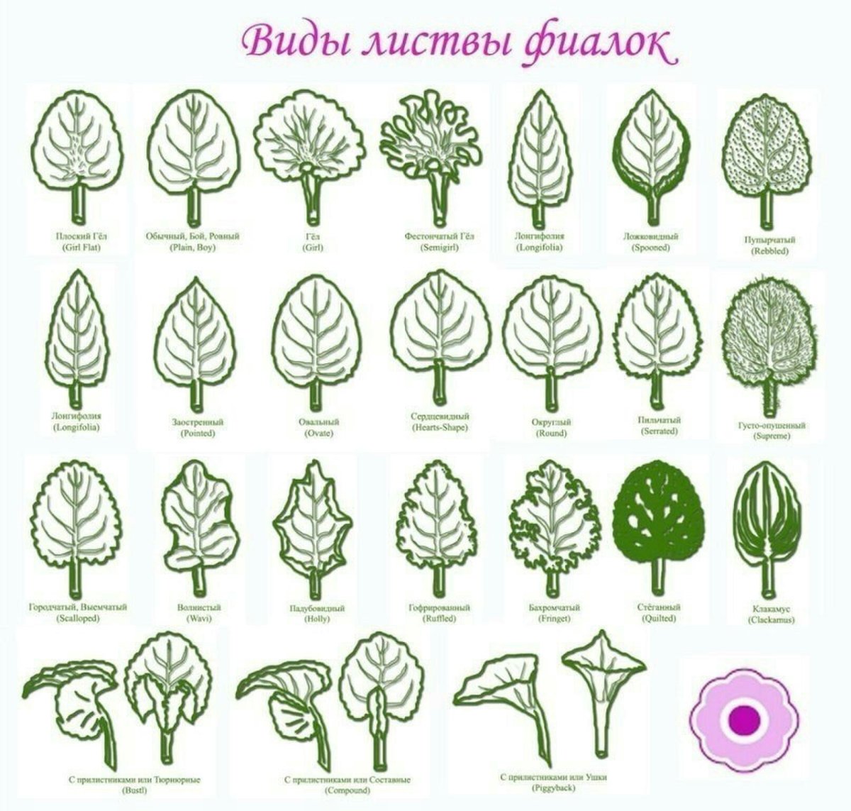 Лист фиалки узамбарской Тип листа