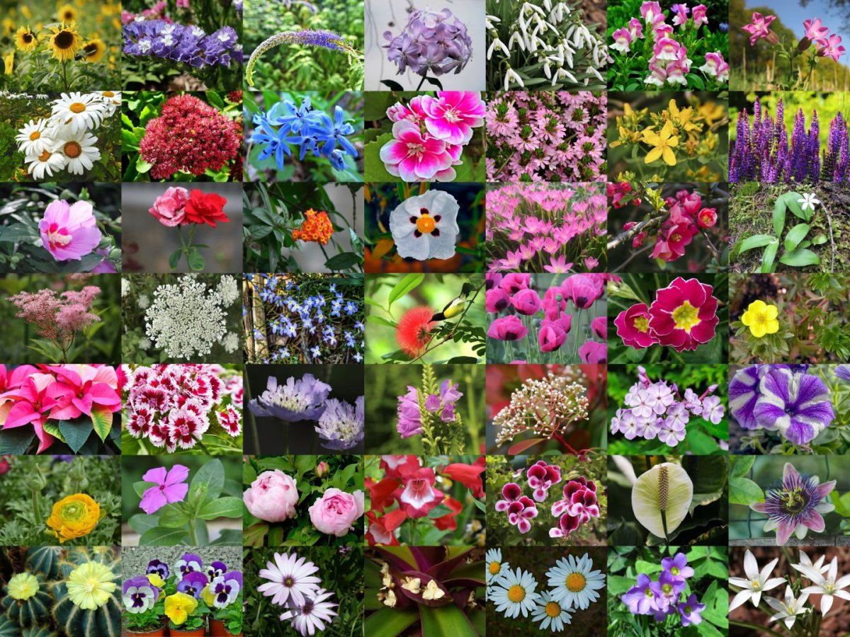 Flower виды