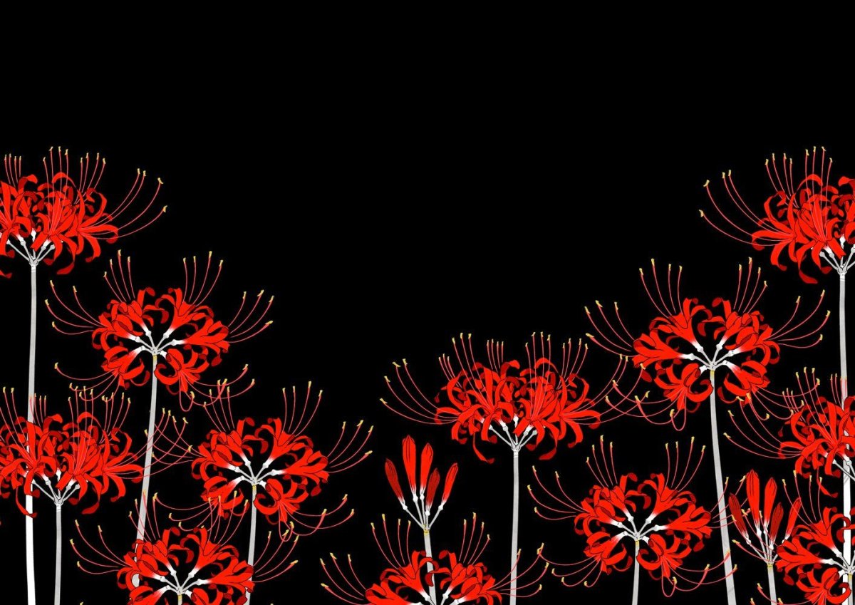 Ликорис Лучистый (Lycoris Radiata)
