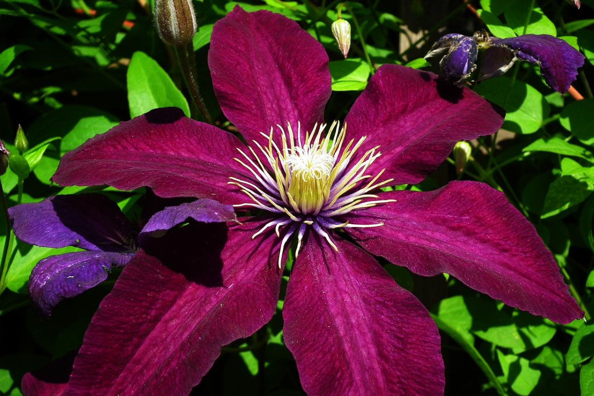 Клематис (Clematis)