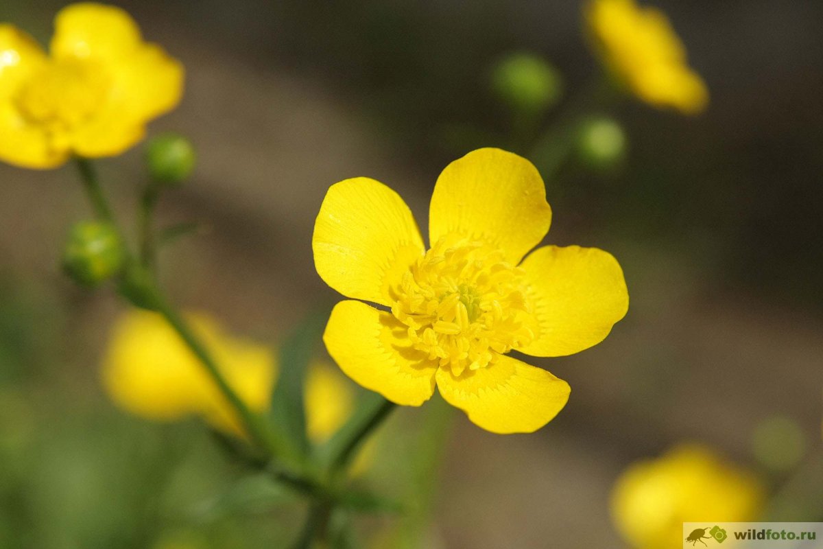 Ranunculus graminifolia