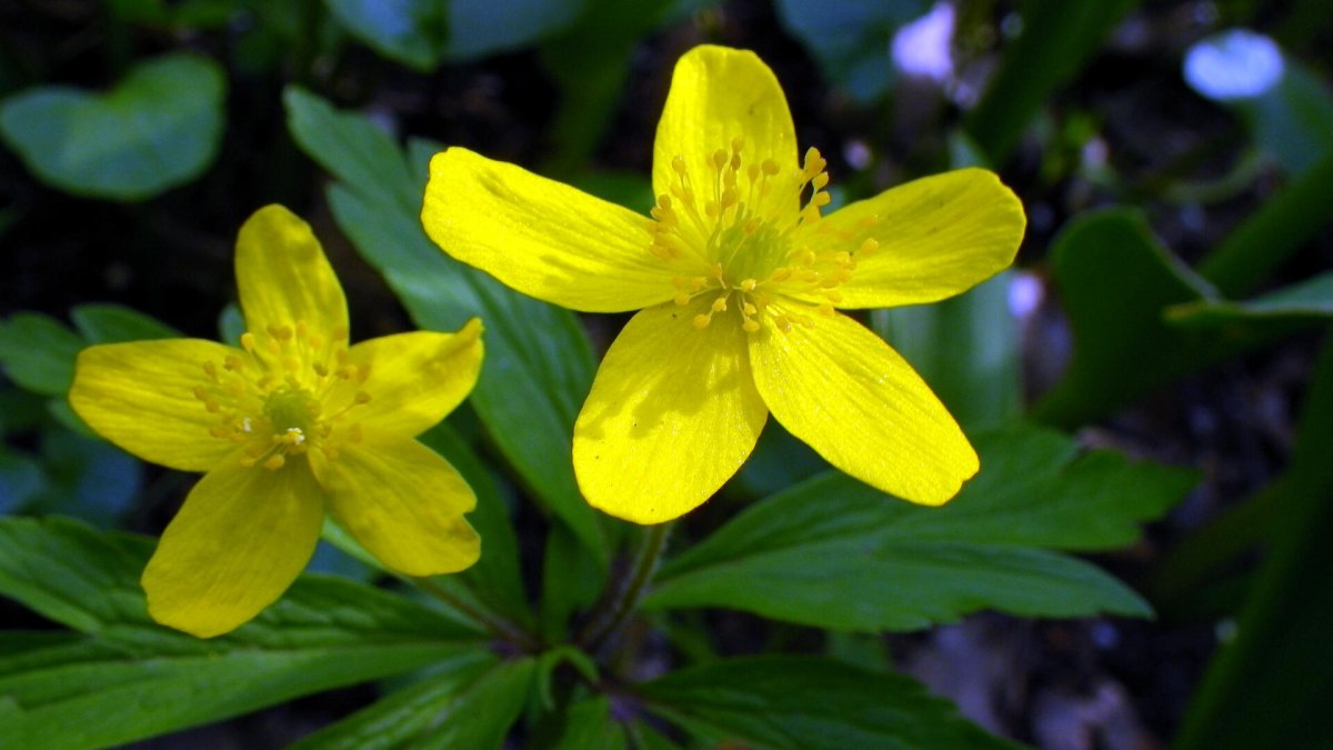 Ranunculus Acris Лютик едкий