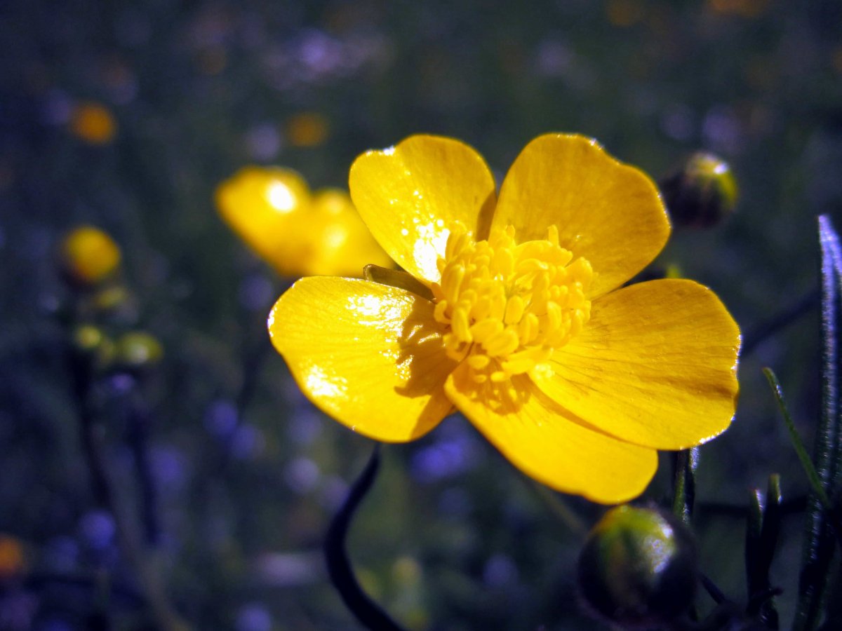 Buttercup Лютик