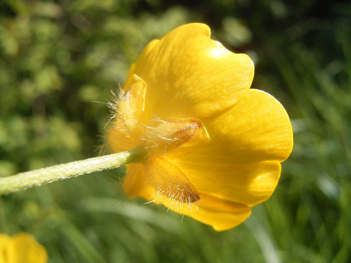 Лютик едкий (Ranúnculus Ácris