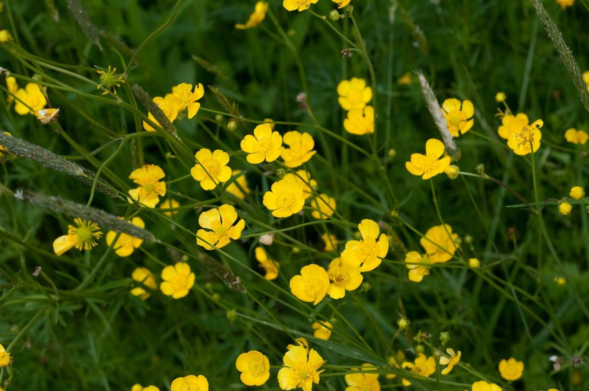 Лютик едкий (Ranúnculus Ácris