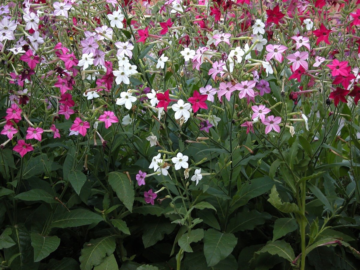 Табак душистый (Nicotiana alata)