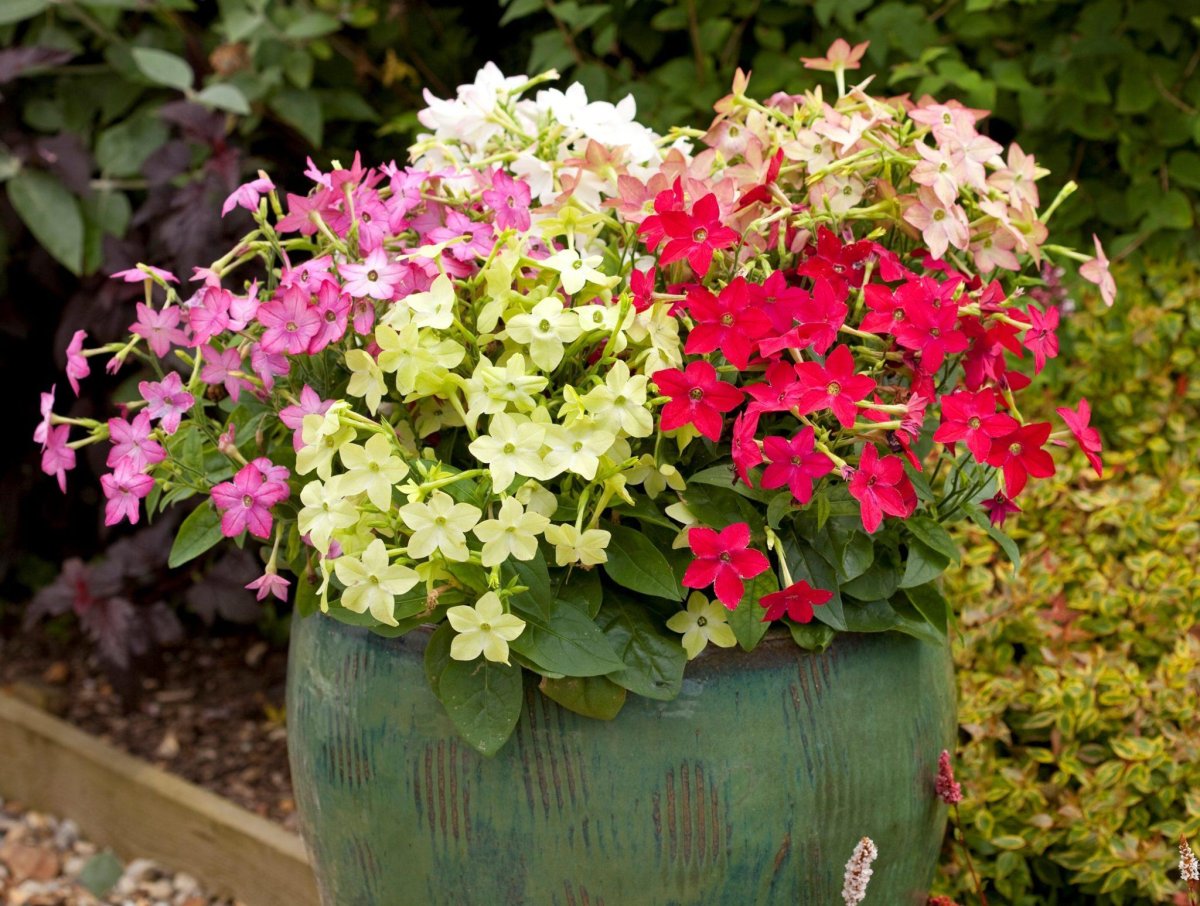 Табак душистый Nicotiana Avalon Mixed