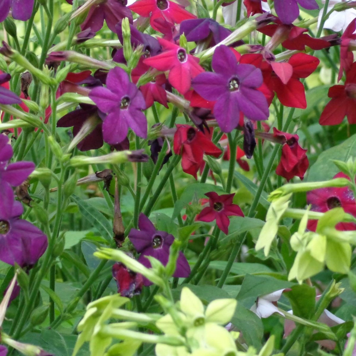 Табак душистый Nicotiana suaveolens