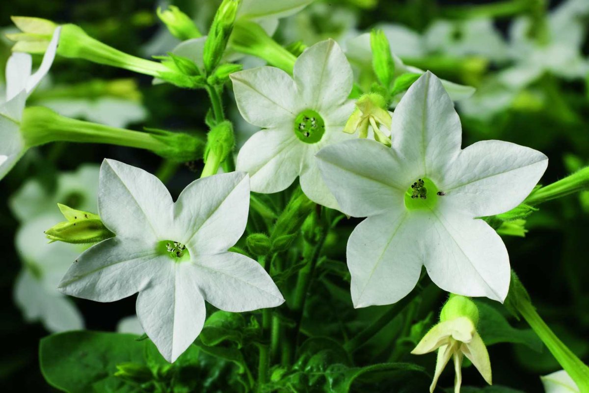 Табак душистый Nicotiana suaveolens
