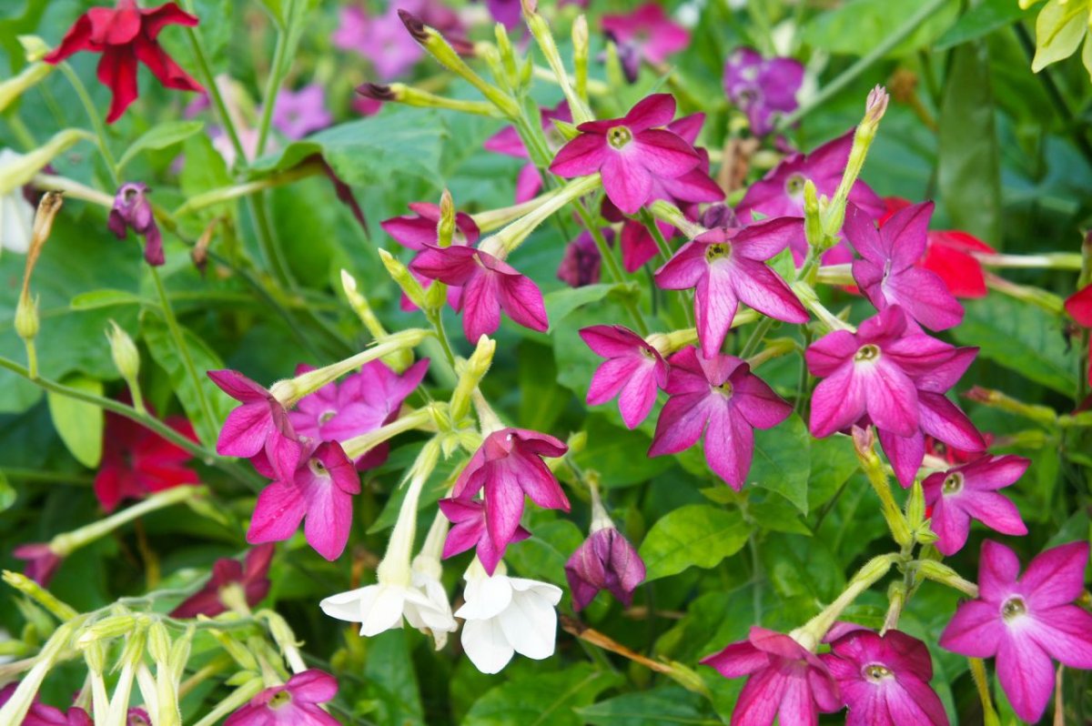 Nicotiana Hesperis
