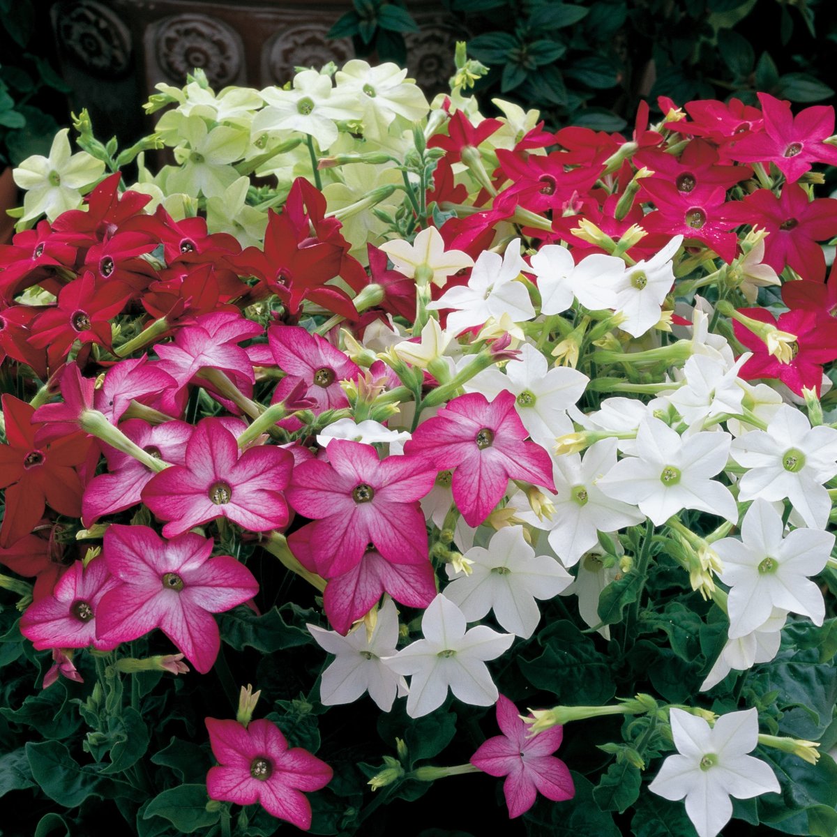 Табак душистый (Nicotiana alata)