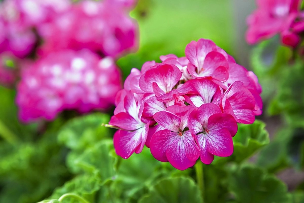 Пеларгония Pelargonium Florella Velvet