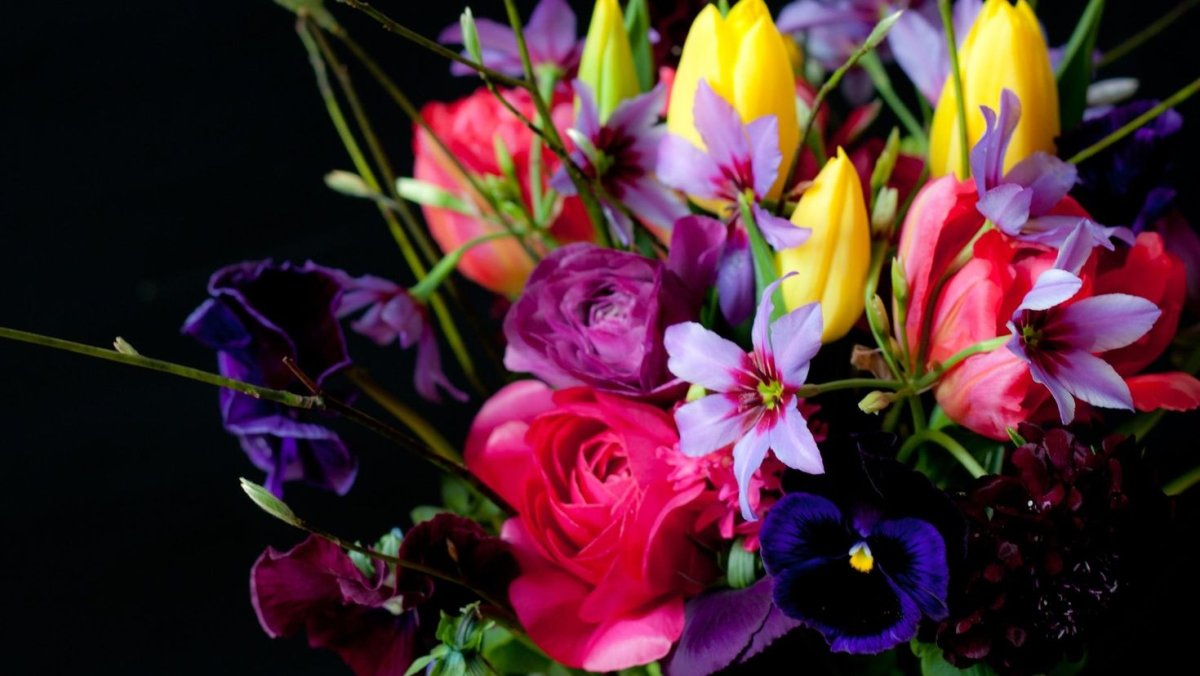 Фрезия (Freesia)