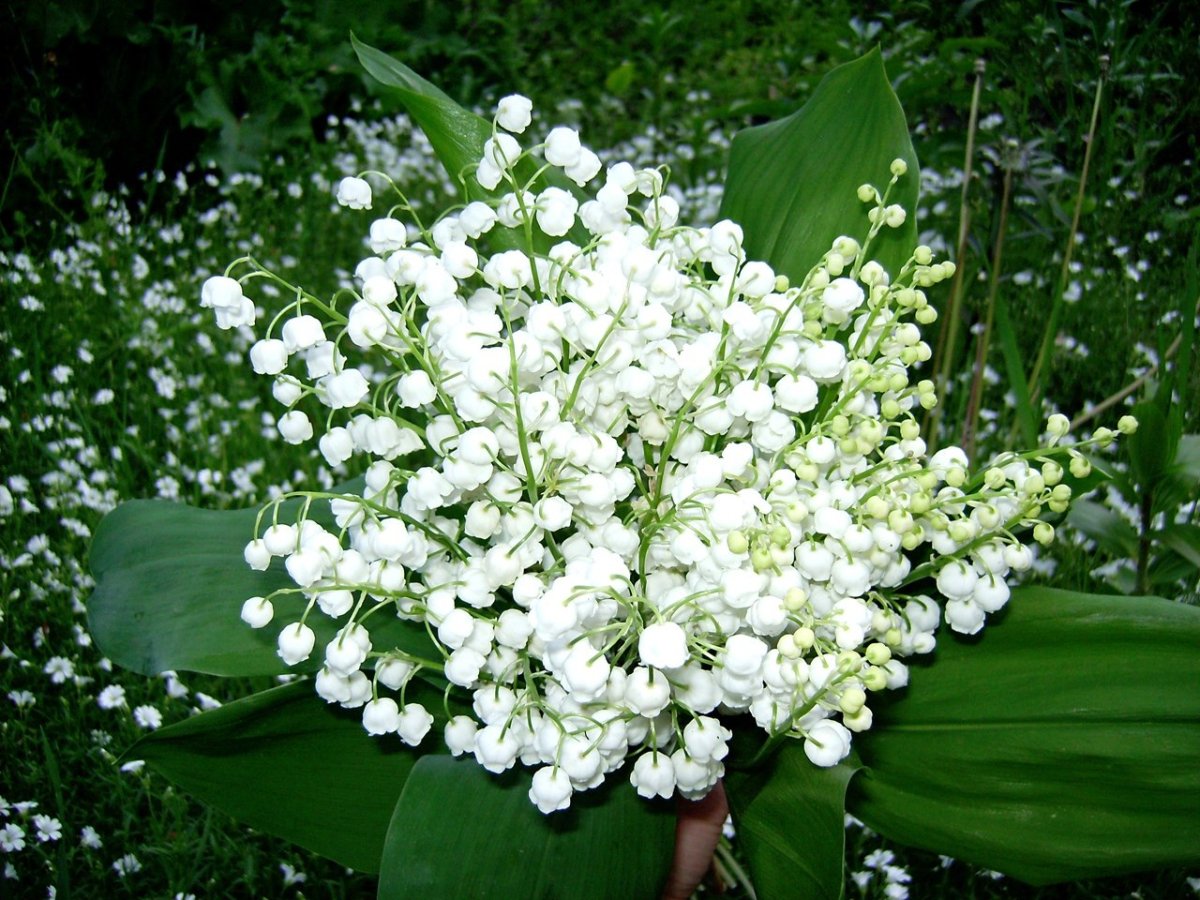 Ландыш срезка