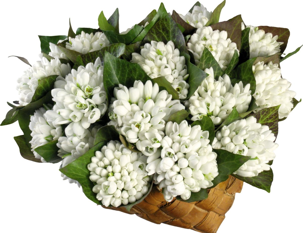 Красивые подснежники