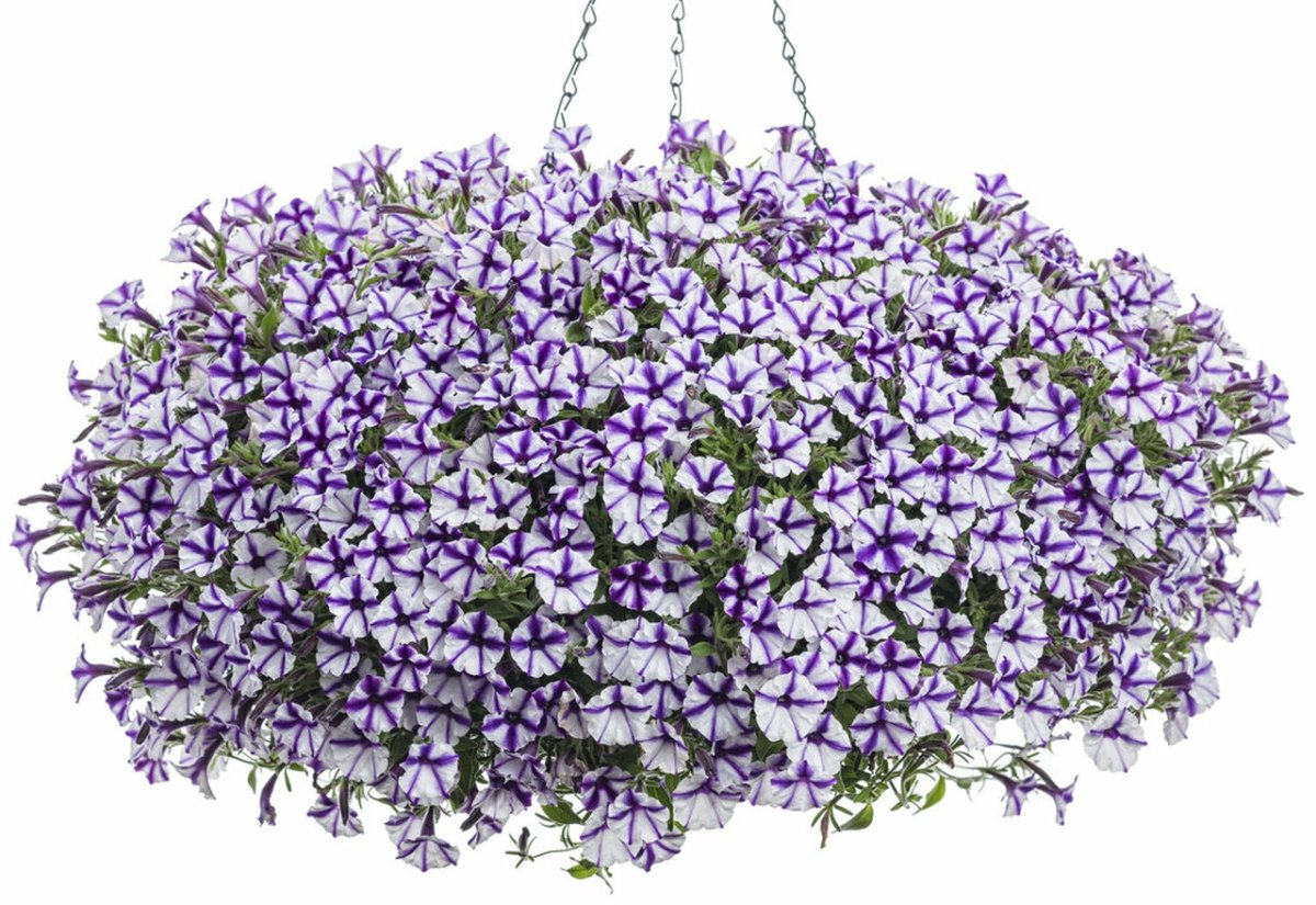 Сады ампельных петуний