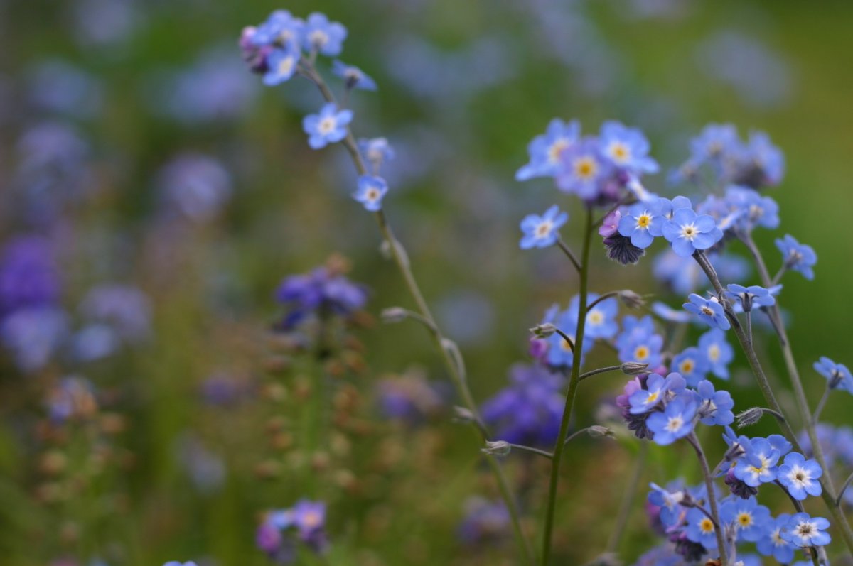 Незабудка Полевая (Myosotis arvensis)