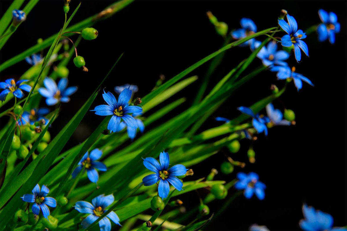 Полевые синие цветы