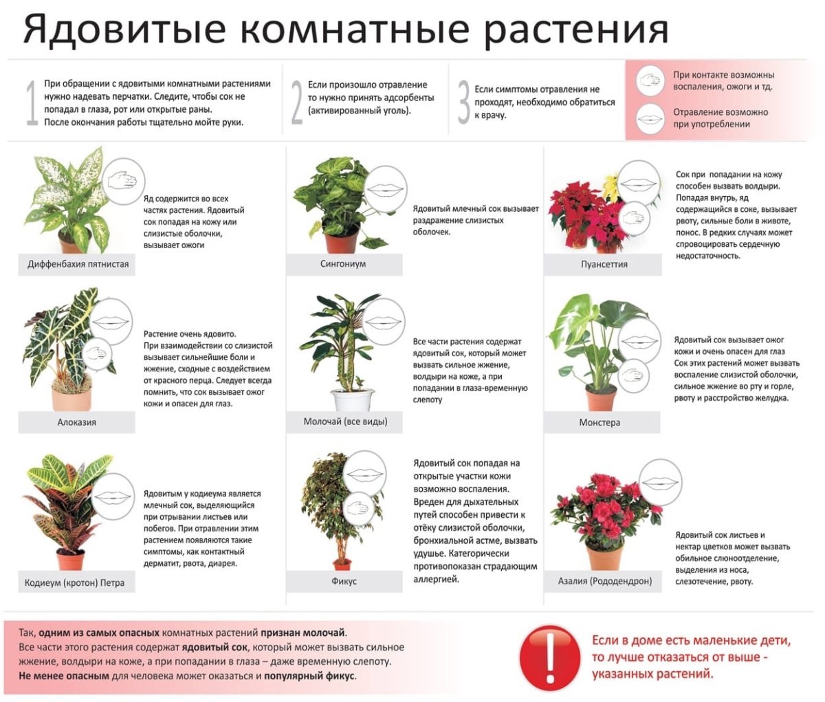 Растение на з