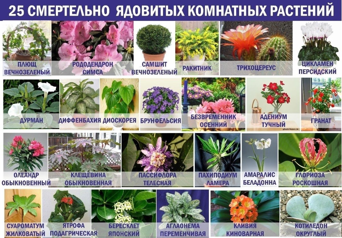 Ядовитый цветок в Турции фото