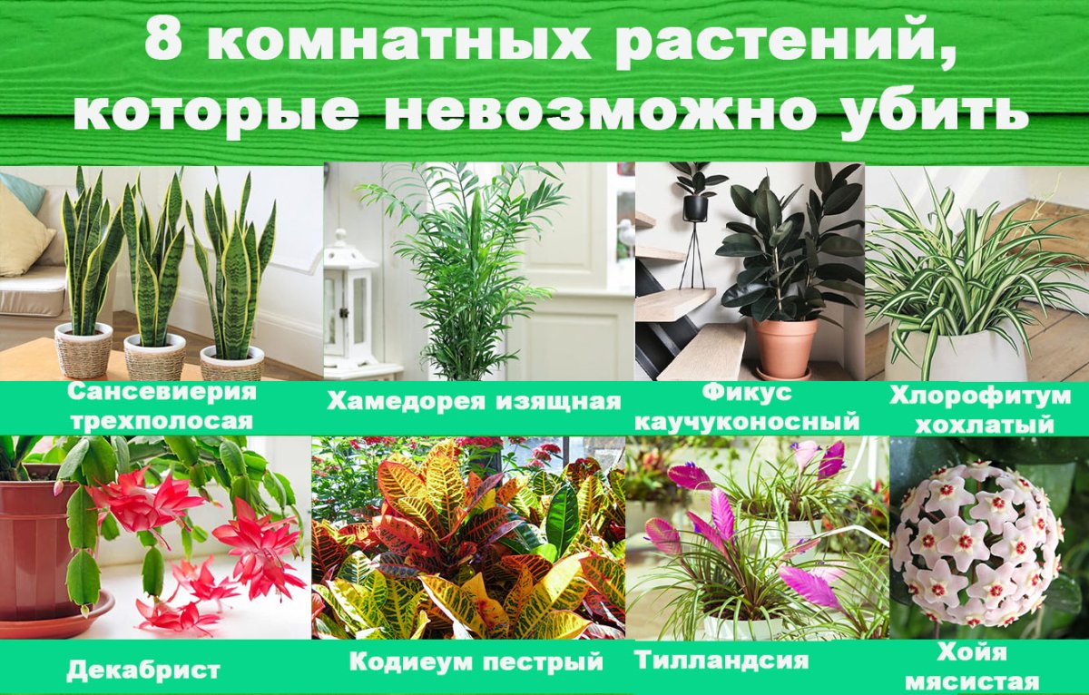 Комнатные растения на г