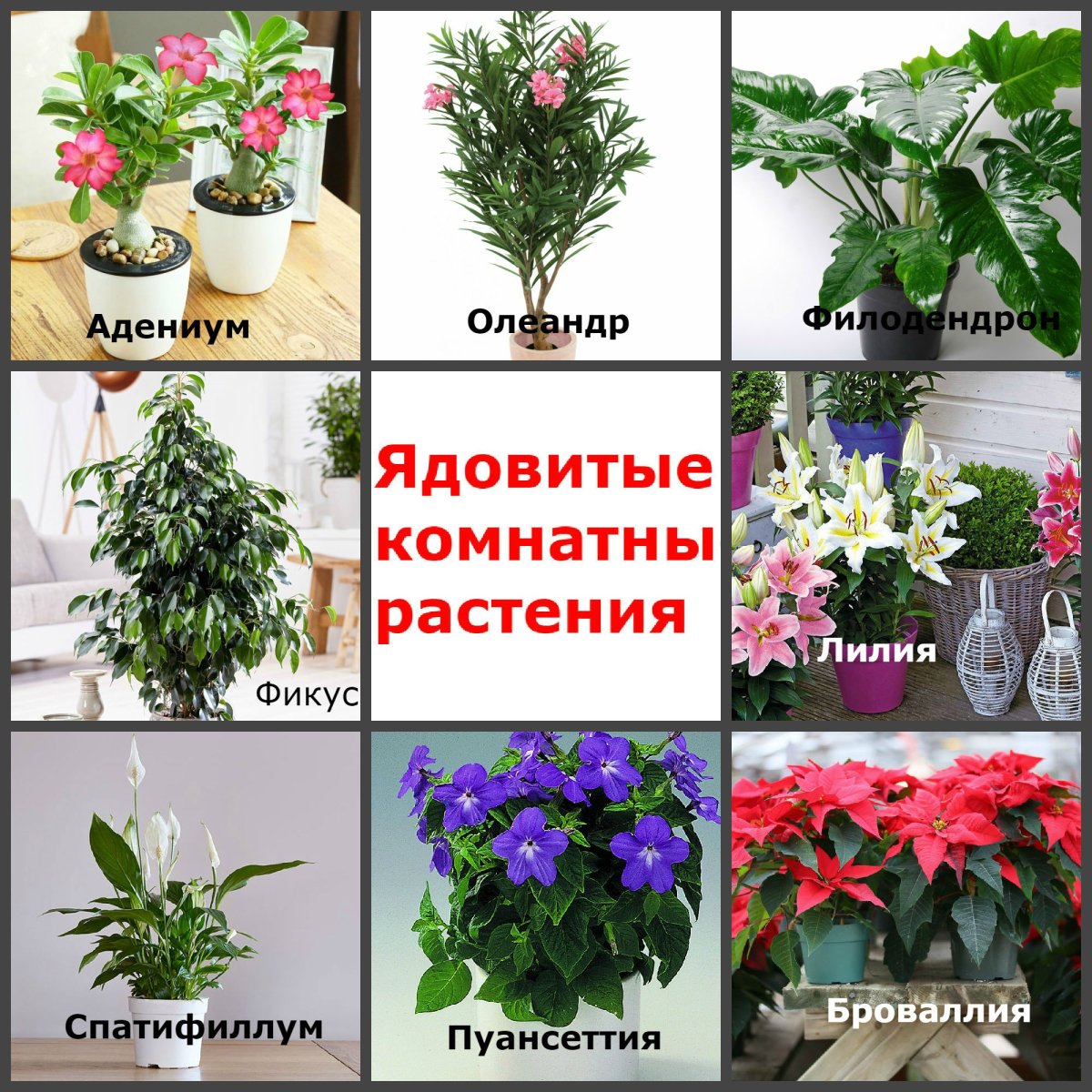 Диффенбахия. Олеандр. Азалия. Кротон