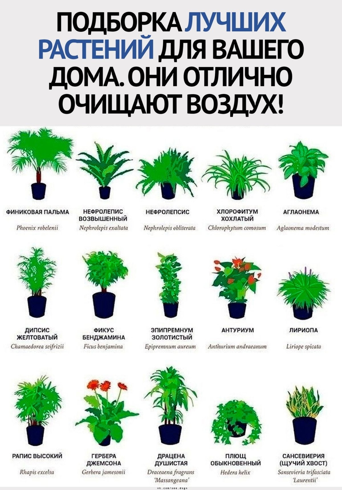 Диффенбахия Баузе