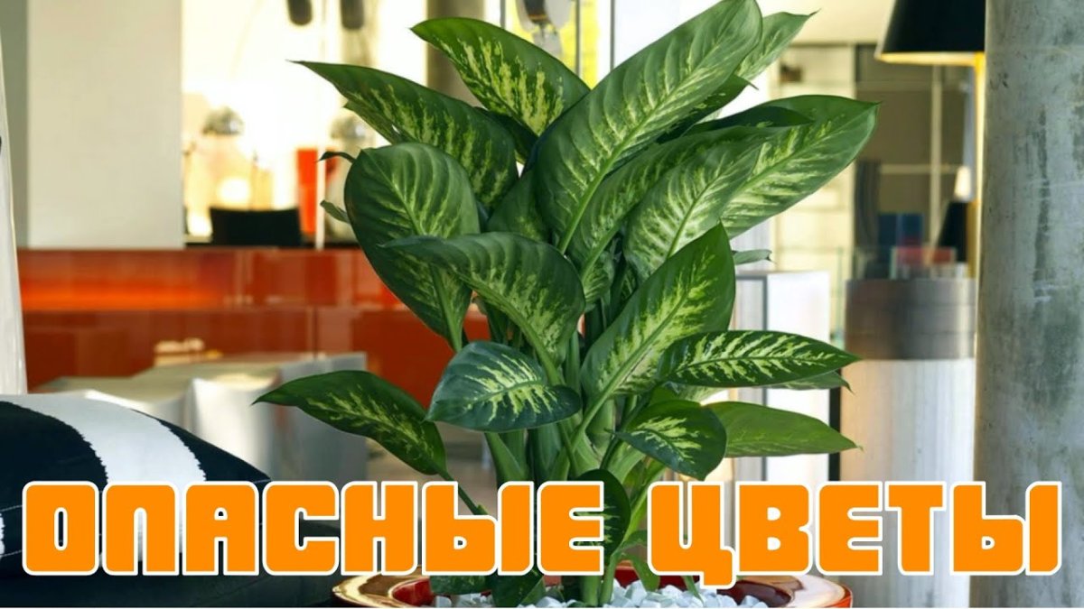 Спатифиллум молочай