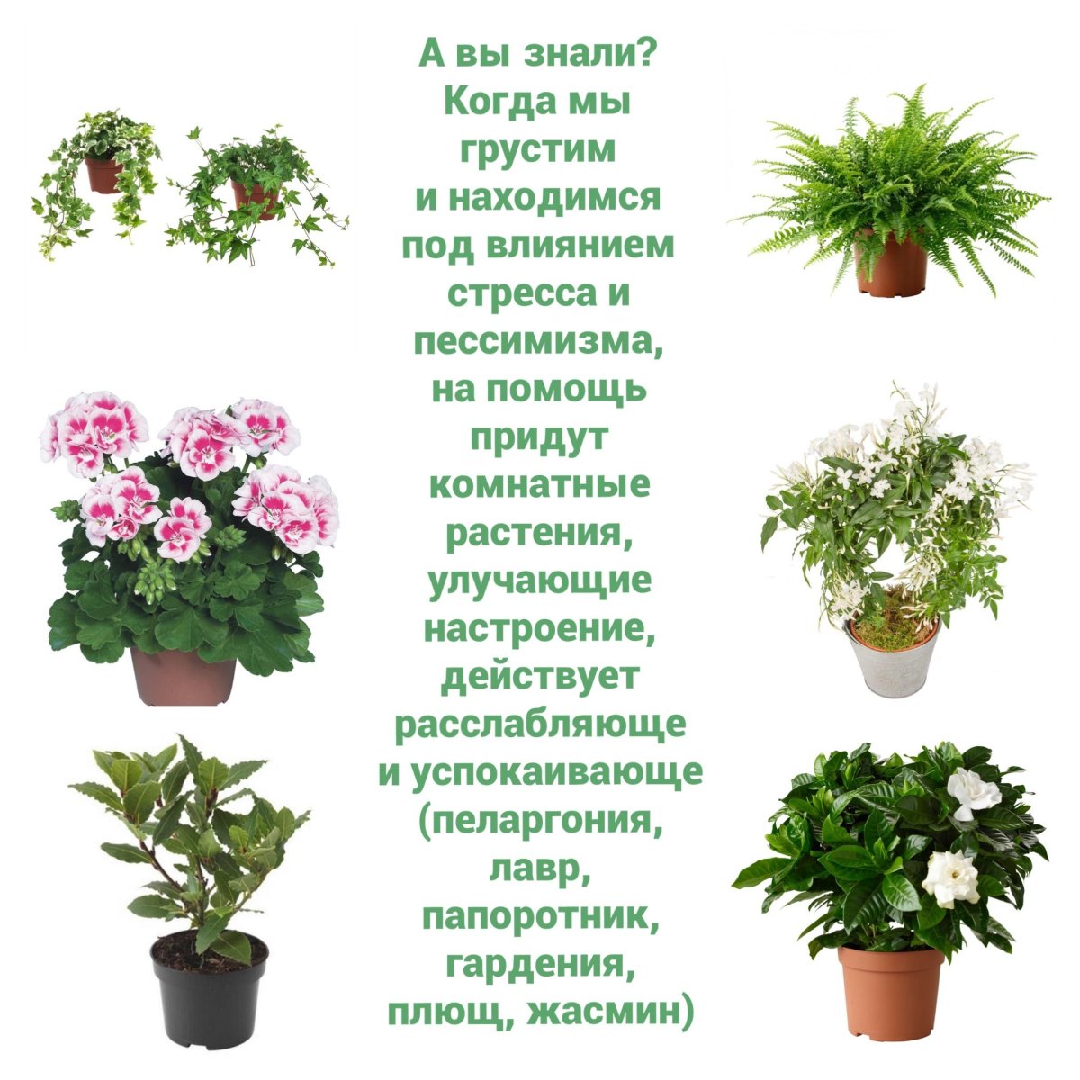 Комнатные растения названия