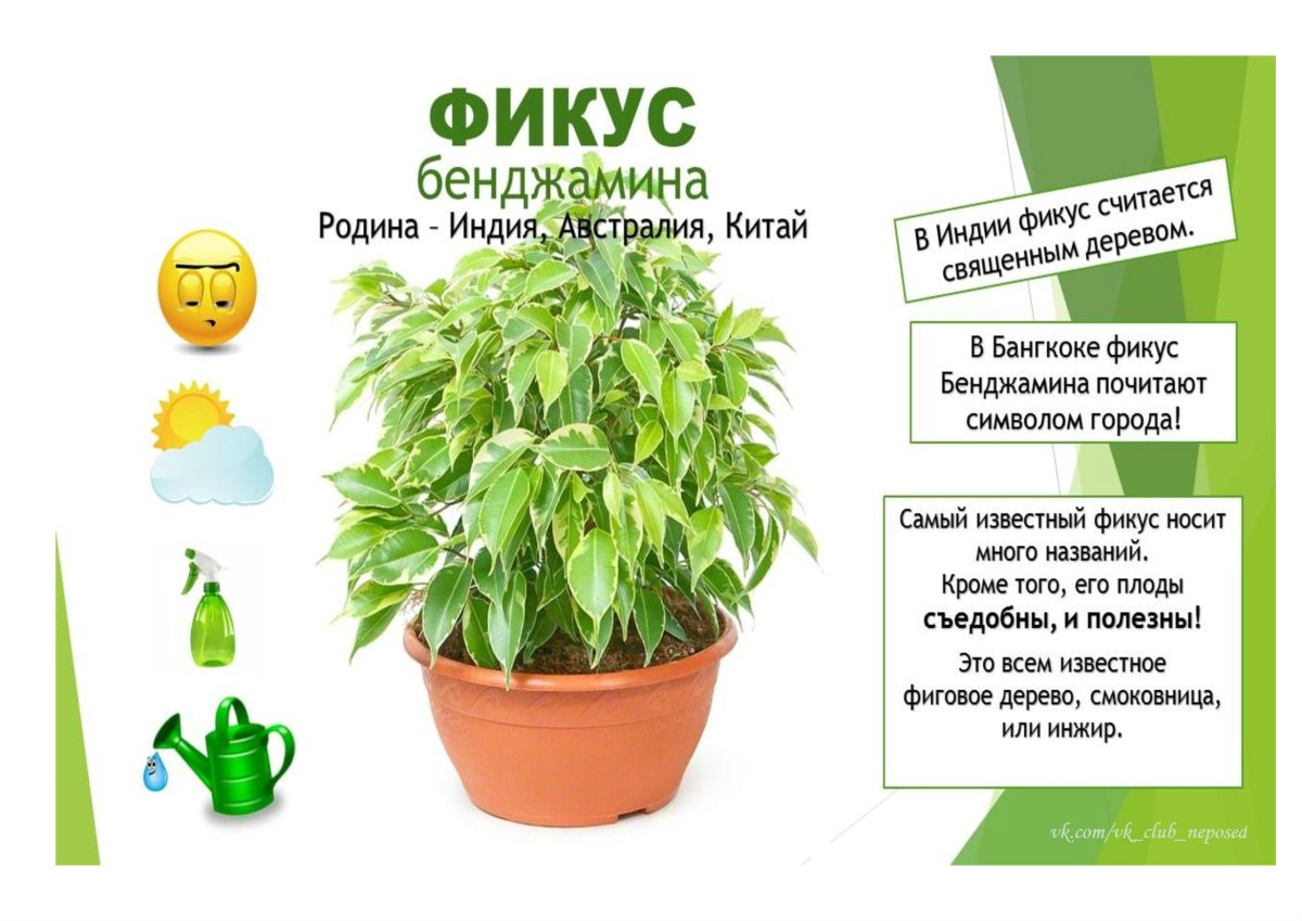 Фикус Диффенбахия