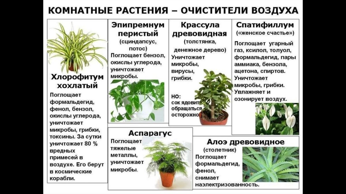 Аглаонема Джубили компакта