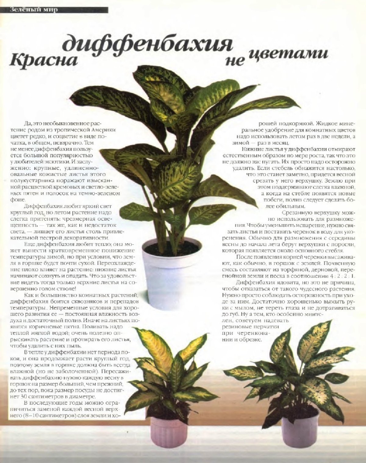 Цветок дефильбафия