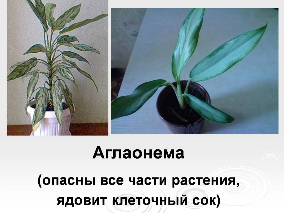 Фикус Бенджамина rfexerjyjcyjsq