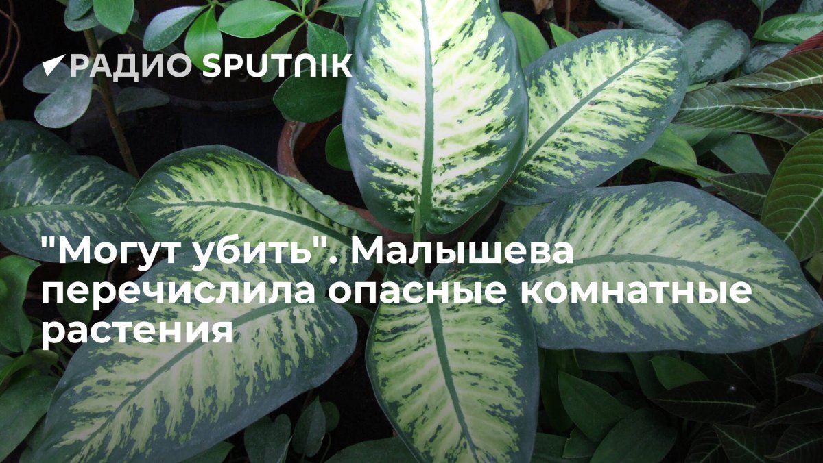 Монстера Делициоза